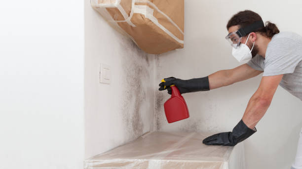 Basement Mold Remediation treatment on basement walls in Roaring Spring